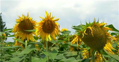 向日葵 太阳花 自然 风光 植物 农场