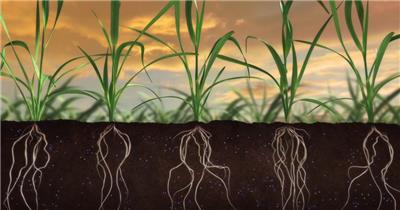 农业化肥施肥植物营养吸收植物根部