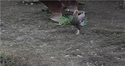 土鸡放养觅食养殖业