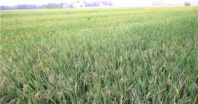 水稻大米田地4K超清视频