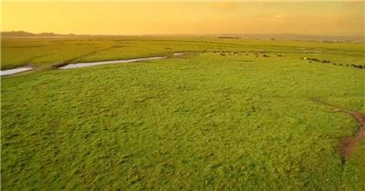 航拍 草地 草原 牛 养殖业 风光