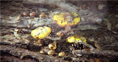 野生蘑菇菌菇孢子苔藓植物视频素材