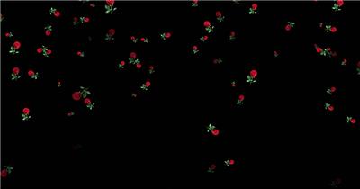 4K红玫瑰花飘落【原创带alpha通道】