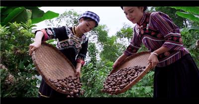 地方特写小吃捡栗子洗板栗视频素材