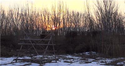 夕阳雪后树林黄昏树木视频素材