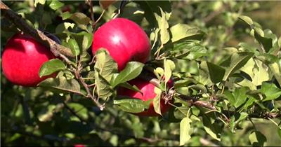 苹果 种植园 唯美 风光片 苹果园 果树