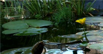 绽放 睡莲花 开放 美丽 景色