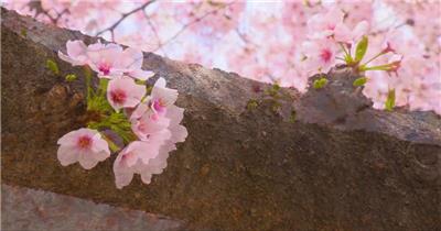 朦胧意境美丽的春天樱花流水背景视频