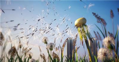 清晨蒲公英特写三维镜头意境视频素材