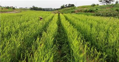 航拍草原农田漫山遍野黄花菜视频素材