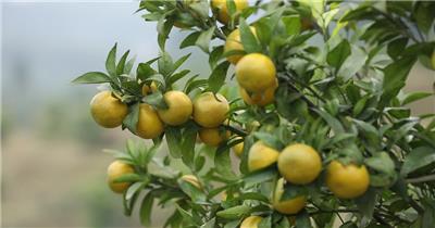 柑橘 种植 树 植物 鹅柑 高清视频素材 (2)