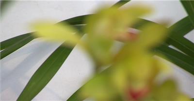 兰花 特写 实拍视频素材 兰花特写 花卉 花蕊 