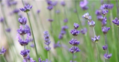 美丽薰衣草户外拍摄大自然魅力植物生长变焦剪辑高清视频实拍