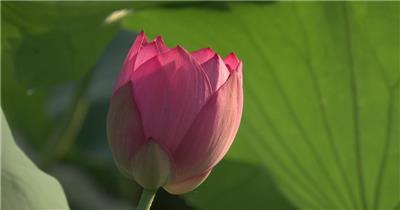 一组荷花荷叶清廉的镜头