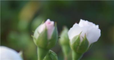 简洁唯美花朵魅力绽放植物成长期花蕊近距离特写高清视频拍摄