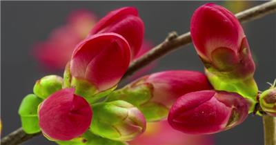 各种花朵绽放延时实拍视频植物春天抒情浪漫绽放盛开花朵鲜花花瓣