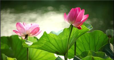荷花两朵