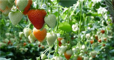 超大气唯美草莓园草莓种植温室大棚视频素材