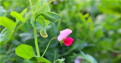 植物豌豆开花视频素材
