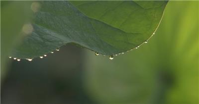 唯美清新的荷花