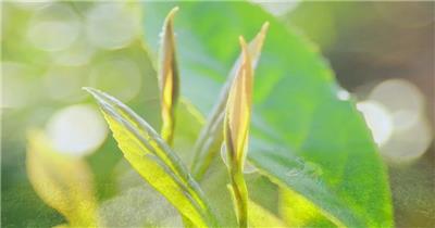 茶叶采摘-制作茶叶品茶人文视频素材