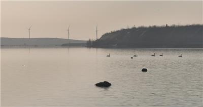 白天鹅（源视频）DJI_0111