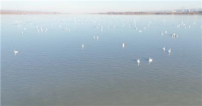 白天鹅（源视频）DJI_0114