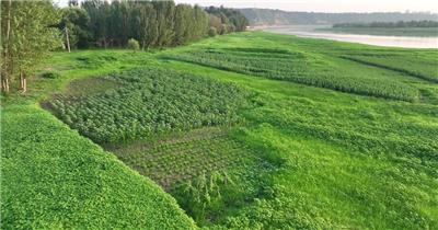 黄河湿地（源素材）DJI_0611