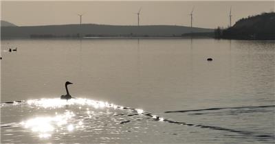 白天鹅（源视频）DJI_0113