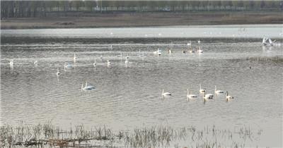 白天鹅（源视频）DJI_0102