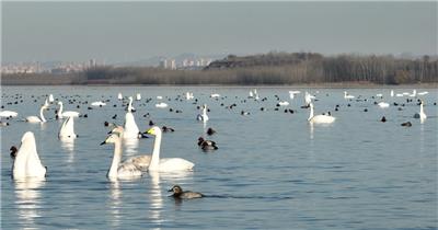 白天鹅（源视频）DJI_0108