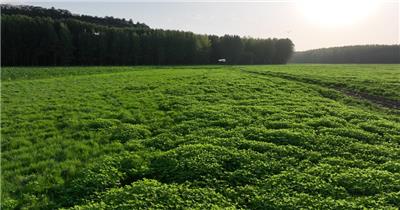 黄河湿地（源素材）DJI_0602
