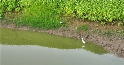 黄河湿地（源素材）DJI_0612