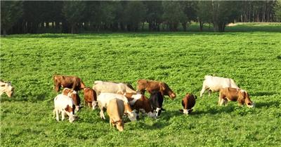 黄河湿地（源素材）DJI_0593