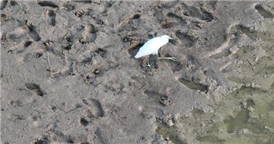 黄河湿地（源素材）DJI_0614