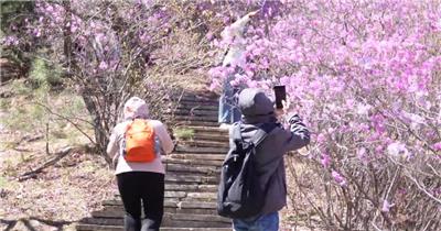 杜鹃开了游客观赏