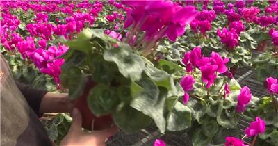 花卉养殖仙客来花养殖