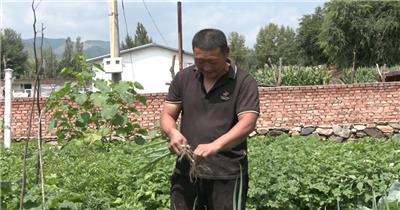 农村菜园摘菜老两口摘菜