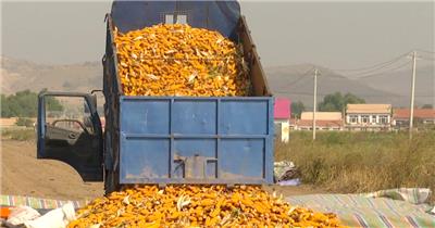 农民把玉米装袋子储存