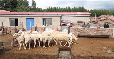 刚出生的小羊羔在羊圈里