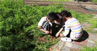 幼儿园小朋友在树林菜园玩耍