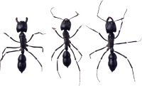 昆虫-蚂蚁