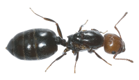 昆虫-蚂蚁