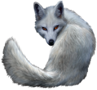 动物-北极狐