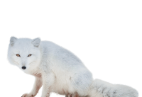 动物-北极狐