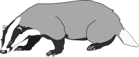 动物-獾