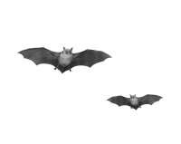 动物-蝙蝠