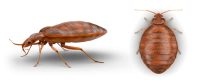 昆虫-臭虫