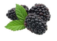 水果、坚果-黑莓