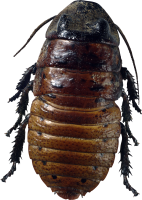昆虫-蟑螂图像